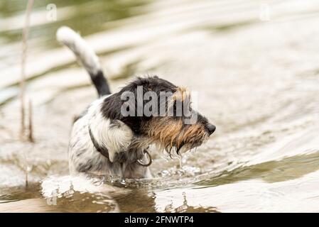 Carino piccolo Jack Russell Terrier cane nuota in una bellezza lago Foto Stock