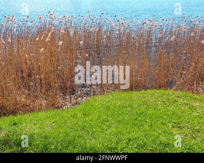 lago ed erba di canna, piante d'acqua vicino al lago, sfondo. Piante nel lago, canne verdi sul lago all'aperto Foto Stock