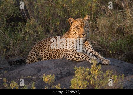 Il leopardo (Panthera pardus) segna il suo territorio Foto Stock