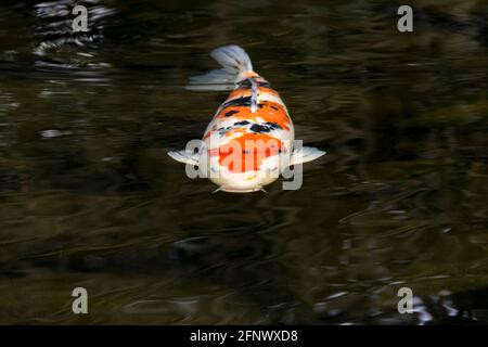 Pesci Koi nel Parco Giapponese Foto Stock