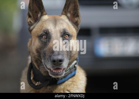 Profondità di campo poco profonda (fuoco selettivo) ritratto di un cane malinois belga addestrato. Foto Stock