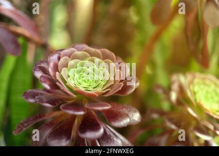 Una splendida pianta succulenta verde di borgogna della California meridionale. Foto Stock