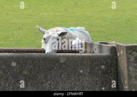 Ewe che beve ad un trogolo d'acqua con il suo agnello cercando A muscolo dentro e prendere un drink - Derbyshire UK Foto Stock