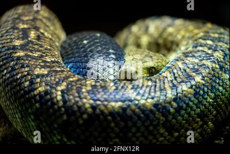 La boa giamaicana, nota anche come serpente giallo, guarda verso la telecamera. La pelle di serpente è coperta di squame. Foto Stock
