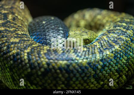 La boa giamaicana, nota anche come serpente giallo, guarda verso la telecamera. La pelle di serpente è coperta di squame. Foto Stock