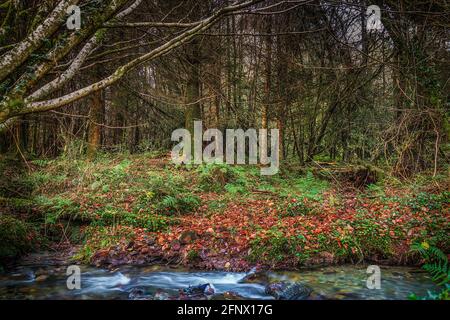 Colori autunnali. Foresta mistica scura illuminata dal sole con un fiume. Foto Stock