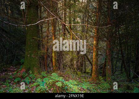 Colori autunnali. Foresta mistica scura e illuminata dal sole. Foto Stock