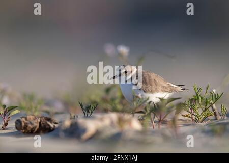 kentish pover sulla spiaggia del mare adriatico Foto Stock