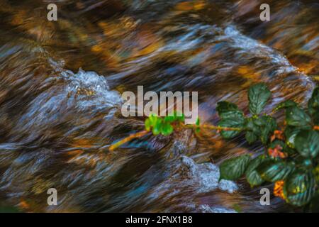 Primo piano di rapide gorgoglianti con piccole cascate del fiume Clonaugh con acque cristalline di montagna che mostrano foglie marroni su un fondo che scorre a valle. Foto Stock