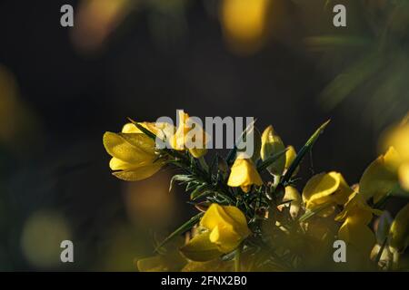 Colori autunnali. Clouse up di fiori gialli di comune Gorse (Ulex europaeus) ramo. Foto Stock