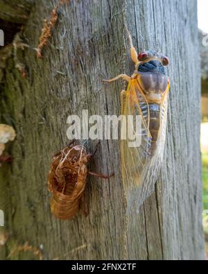 Tenero Adult Brood X cicada (Magicicada) con esoscheletro sul palo della recinzione, Alessandria, VA Foto Stock