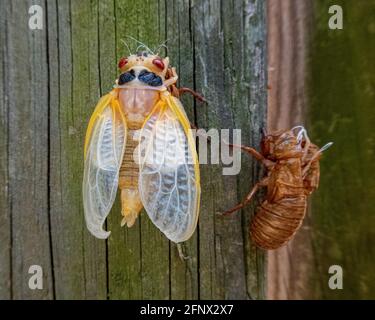 Tenero Adult Brood X cicada (Magicicada) con esoscheletro sul palo della recinzione, Alessandria, VA Foto Stock