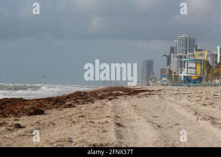 alghe marine sulla spiaggia Foto Stock