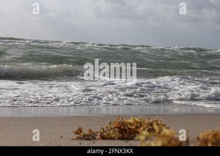 alghe marine sulla spiaggia Foto Stock