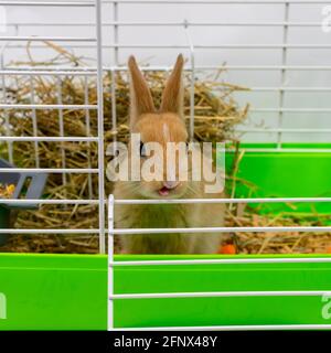 Un simpatico coniglio di zenzero guarda fuori dalla gabbia. Il coniglio sta masticando. Un bel cucciolo. Animale soffice, pelliccia. Casa, gioia. Primo piano. Foto Stock