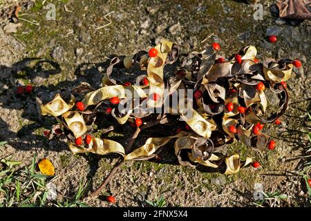 Semi leguminosi a pavimento (Adenanthera pavonina) Foto Stock