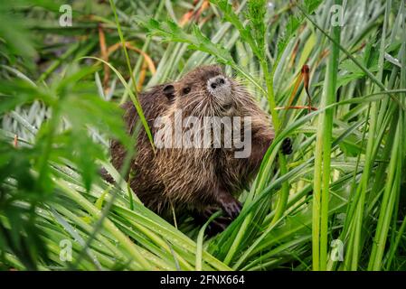 Münster, NRW, Germania. 19 maggio 2021. Un bambino di coypu cheeky si stuzzica sulle piante. Una famiglia di nutria selvatiche (anche chiamata coypu o ratto di castoro, Myocastor coypus), mamma e i suoi tre bambini di circa 4 settimane, hanno preso la residenza presso lo stagno ai Giardini Botanici di Münster, molto per la gioia dei visitatori che amano avvistare la famiglia carina, ma allo sgomento dei giardinieri e del personale che non sono autorizzati a spostare la famiglia, e si lamentano che gli animali non solo munch loro strada attraverso alcune piante rare, ma anche scavare i burrows lungo l'argine. Credit: Imageplotter/Alamy Live News Foto Stock