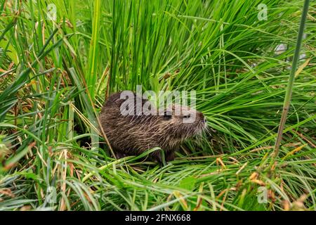 Münster, NRW, Germania. 19 maggio 2021. Un bambino di coypu cheeky si stuzzica sulle piante. Una famiglia di nutria selvatiche (anche chiamata coypu o ratto di castoro, Myocastor coypus), mamma e i suoi tre bambini di circa 4 settimane, hanno preso la residenza presso lo stagno ai Giardini Botanici di Münster, molto per la gioia dei visitatori che amano avvistare la famiglia carina, ma allo sgomento dei giardinieri e del personale che non sono autorizzati a spostare la famiglia, e si lamentano che gli animali non solo munch loro strada attraverso alcune piante rare, ma anche scavare i burrows lungo l'argine. Credit: Imageplotter/Alamy Live News Foto Stock