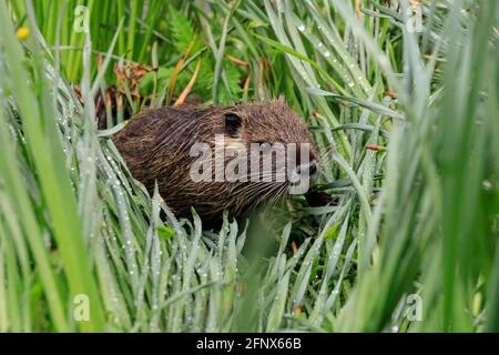 Münster, NRW, Germania. 19 maggio 2021. Un bambino di coypu cheeky si stuzzica sulle piante. Una famiglia di nutria selvatiche (anche chiamata coypu o ratto di castoro, Myocastor coypus), mamma e i suoi tre bambini di circa 4 settimane, hanno preso la residenza presso lo stagno ai Giardini Botanici di Münster, molto per la gioia dei visitatori che amano avvistare la famiglia carina, ma allo sgomento dei giardinieri e del personale che non sono autorizzati a spostare la famiglia, e si lamentano che gli animali non solo munch loro strada attraverso alcune piante rare, ma anche scavare i burrows lungo l'argine. Credit: Imageplotter/Alamy Live News Foto Stock