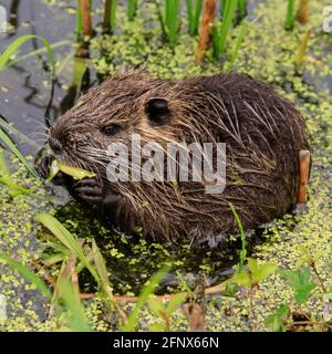 Münster, NRW, Germania. 19 maggio 2021. Un bambino di coypu cheeky si stuzzica sulle piante. Una famiglia di nutria selvatiche (anche chiamata coypu o ratto di castoro, Myocastor coypus), mamma e i suoi tre bambini di circa 4 settimane, hanno preso la residenza presso lo stagno ai Giardini Botanici di Münster, molto per la gioia dei visitatori che amano avvistare la famiglia carina, ma allo sgomento dei giardinieri e del personale che non sono autorizzati a spostare la famiglia, e si lamentano che gli animali non solo munch loro strada attraverso alcune piante rare, ma anche scavare i burrows lungo l'argine. Credit: Imageplotter/Alamy Live News Foto Stock