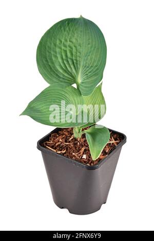'Hosta Abiqua bere Gourd' pianta con foglie verdi fiore di plastica pentola isolata su sfondo bianco Foto Stock