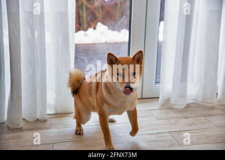 Shiba Inu cane femmina nella stanza closeup. Cane giapponese dai capelli rossi di 1 anno. Un animale domestico felice. Foto Stock