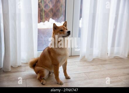 Shiba Inu cane femmina nella stanza closeup. Cane giapponese dai capelli rossi di 1 anno. Un animale domestico felice. Foto Stock