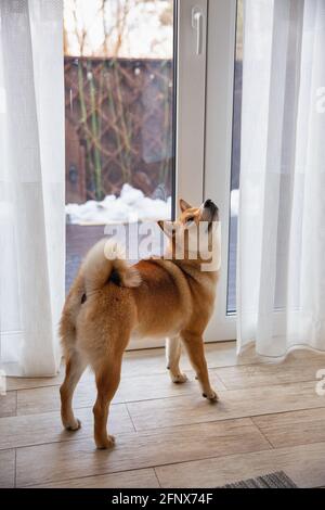 Shiba Inu cane femmina nella stanza closeup. Cane giapponese dai capelli rossi di 1 anno. Un animale domestico felice. Foto Stock