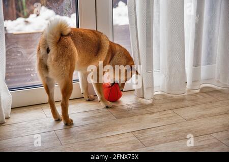 Shiba Inu cane femmina nella stanza closeup. Cane giapponese dai capelli rossi di 1 anno. Un animale domestico felice. Foto Stock