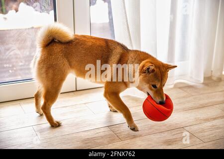 Shiba Inu cane femmina nella stanza closeup. Cane giapponese dai capelli rossi di 1 anno. Un animale domestico felice. Foto Stock