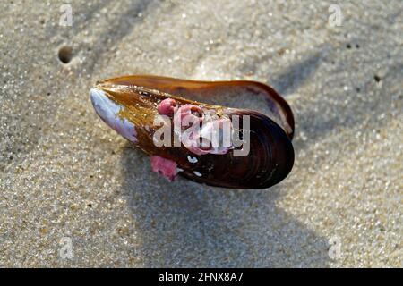 Seashell sulla spiaggia, barra da Tijuca, Rio Foto Stock