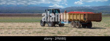 Settore agricolo. Trattore con rimorchio pieno di pomodori freschi in un campo agricolo. Foto Stock