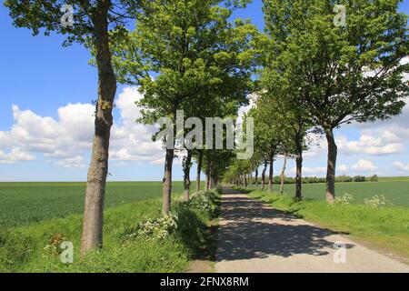 tipico paesaggio olandese polder con una strada con una corsia di alberi popolari nei campi verdi e un blu cielo con nuvole in primavera Foto Stock