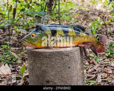 Pesce sudamericano. Nome originale: Peacock Cichlid, Cichla ocellaris. Amazzonia. Foto Stock