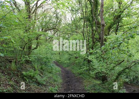 Passeggia nella natura mozzafiato dell'area del Devon settentrionale Foto Stock