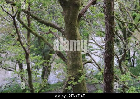 Passeggia nella natura mozzafiato dell'area del Devon settentrionale Foto Stock
