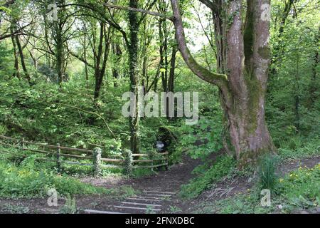 Passeggia nella natura mozzafiato dell'area del Devon settentrionale Foto Stock