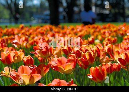 Fantastici tulipani di Daydream in piena fioritura al Canadian Tulip Festival 2021 a Ottawa, Ontario, Canada. Foto Stock