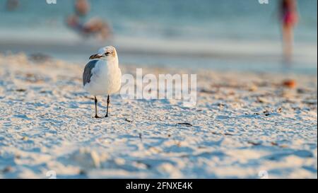 Ridendo Gull sulla spiaggia in pieno colpo al tramonto contro sfondo fuori fuoco Foto Stock