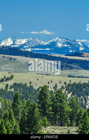 le cime dell'anaconda si trovano ai piedi delle colline vicino a philipsburg, montana Foto Stock