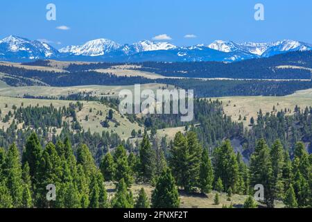 le cime dell'anaconda si trovano ai piedi delle colline vicino a philipsburg, montana Foto Stock