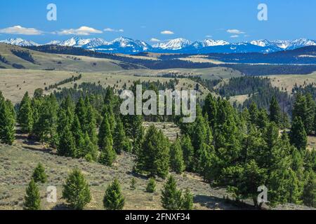 le cime dell'anaconda si trovano ai piedi delle colline vicino a philipsburg, montana Foto Stock