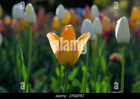 Letto di tulipani gialli e bianchi (Rhapsody of Smiles, White Proud) in una mattinata di sole al Canadian Tulip Festival 2021 a Ottawa, Ontario, Canada. Foto Stock