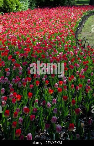 Letto di tulipani rosa, rossi e bianchi (Pleasure, Match, Alectric) in una mattinata di sole al Canadian Tulip Festival 2021 a Ottawa, Ontario, Canada. Foto Stock