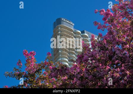 'Claridge Icon' Ottawa - 45 piani di eyesore di alta classe inutile costruzione di nuovo condominio dietro alcuni primavera granchio mela fiore. Ottawa, Ontario, Canada. Foto Stock