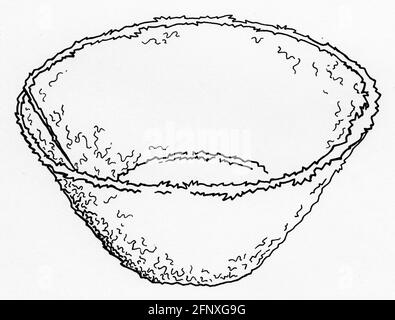 Disegno di un rivestimento in muschio di sfinimento piegato per l'uso in un cestino appeso Foto Stock