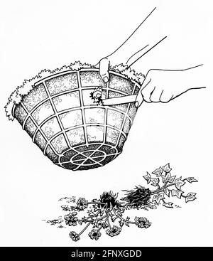 un disegno di un paio di mani che puntano un buco in un rivestimento di muschio di sphagnum in preparazione per piantare di lato un cestino appeso Foto Stock