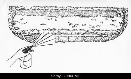 Un disegno di una persona che spruzza un hayrack parzialmente riempito piantatrice e fodera in muschio con acqua Foto Stock