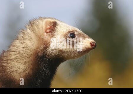 Polecat domestico, furetto domestico (Mustela putorius F. furo, Mustela putorius furo), ritratto Foto Stock