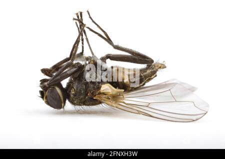 Casa fly (Musca domestica), casa slayed fly, ritaglio, Austria Foto Stock